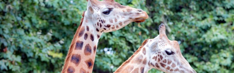 parkeren antwerpen zoo